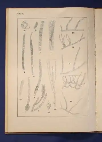 Migula Die Spaltalgen Band 12 um 1925, 5 Tafeln  Ichthyologie, Gewässer js