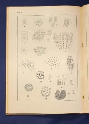 Migula Die Spaltalgen Band 12 um 1925, 5 Tafeln  Ichthyologie, Gewässer js