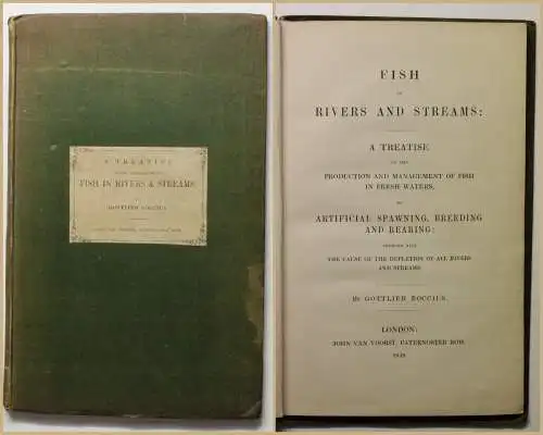 Boccius Fish in Rivers and Streams 1848 Ichthyologie Fische Fischkunde Zoologie 