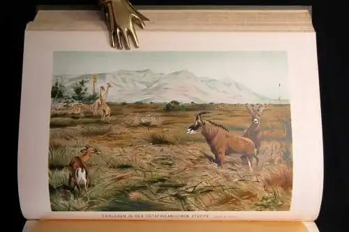 Hahn, Sievers Allgemeine Länderkunde Afrika 1906 Länderkunde Völkerkunde