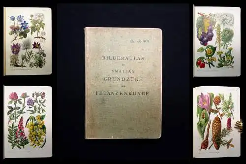 Bilderatlas zu Smalian Grundzüge der Pflanzenkunde 1920 mit XXXIII Tafeln