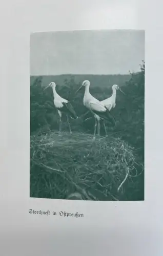 Heidenreich Georg Mein deutsches Ostpreußen Ein Hausschatz in Wort u. Bild EA 1