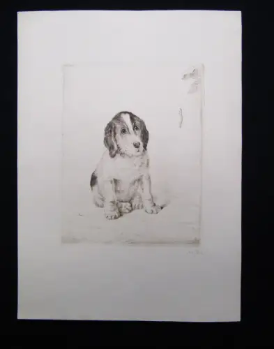 Pech, Wilhelm Radierung 1.Hälfte 20.Jh. niedlicher kleiner Welpe Rasse Basset