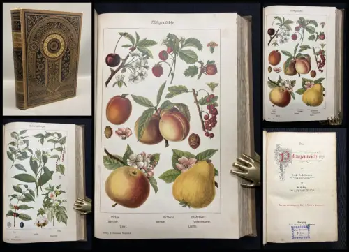 Hilg, Dr. E., Schumann, Prof. Dr. K. Hausschatz des Wissens. Das Pflanzenreich