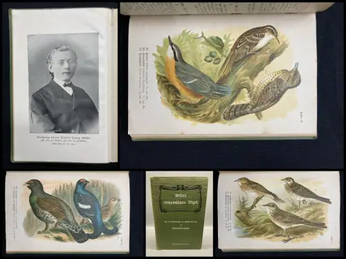 Schuster, Wilhelm P. Unsere einheimischen Vögel 1909 Ornithologie