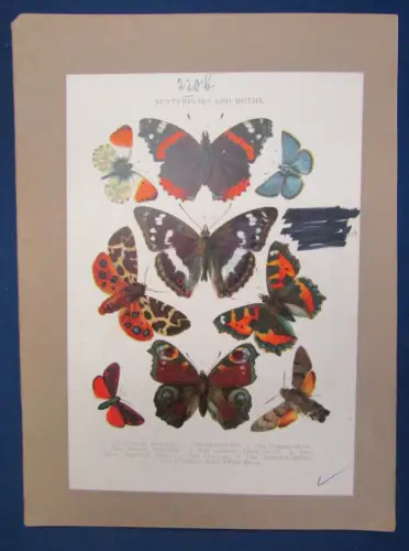 Original Heft 6 Chromolithograp. Tafeln Schmetterlinge Beschreibungen 1900 js