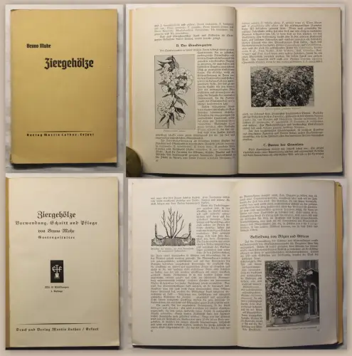 Mohr Ziergehölze Verwendung Schnitt und Pfelge 1939 Dendrologie Botanik  xz
