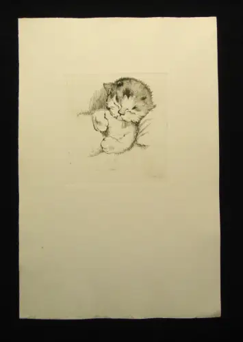 Radierung süßes Babykätzchen, niedliche Katze um 1920 unbek.Künstler 14x13 cm