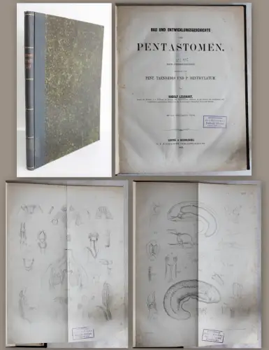 Leuckart Bau und Entwicklungsgeschichte der Pentastomen 1860 Biologie Insekten
