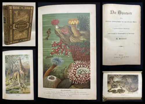 Bommeli, R. Die Thierwelt Eine illustrierte Naturgeschichte 1894 Arten...