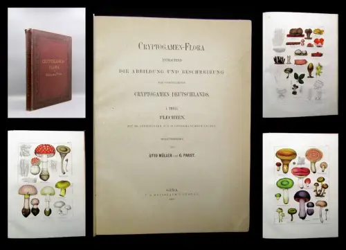 Müller, Pabst Cryptogamen-Flora Abbildung und Beschreibung Flechten, Pilze 1874