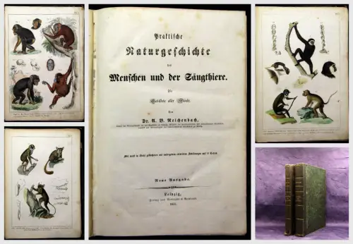 Reichenbach Praktische Naturgeschichte der Menschen und Säugethiere 1855