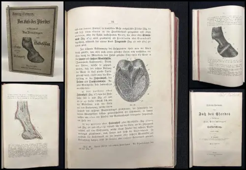 Lungwitz Der Fuß des Pferdes in Rücksicht auf Bau, Verrichtung, Hufbeschlag 1898