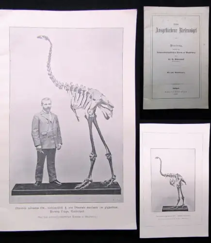 Wolterstorff, Dr. Willy Ueber Ausgestorbene Riesenvögel *sehr selten* 2 Abb.