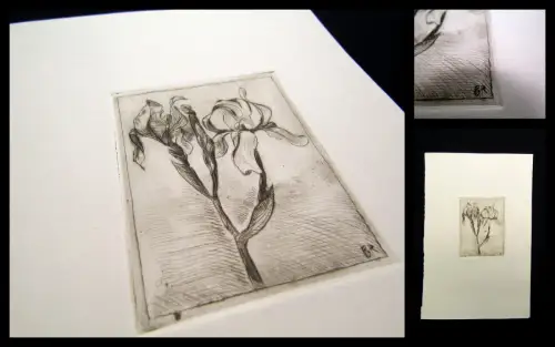 Radierung" Lilien" monogrammiert mit "BR" um 1900 Natur Stillleben