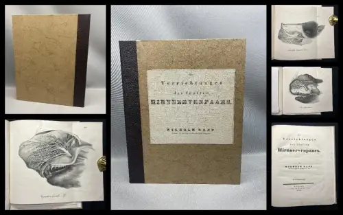 Rapp, Wilhelm von Die Verrichtungen des fünften Hirnnervenpaars 1832 3 Tafeln