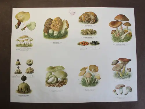 Große Tafel Pilze Becherlinge Erdsterne Morchel um 1920 ca.65x48 cm Mykologie xz