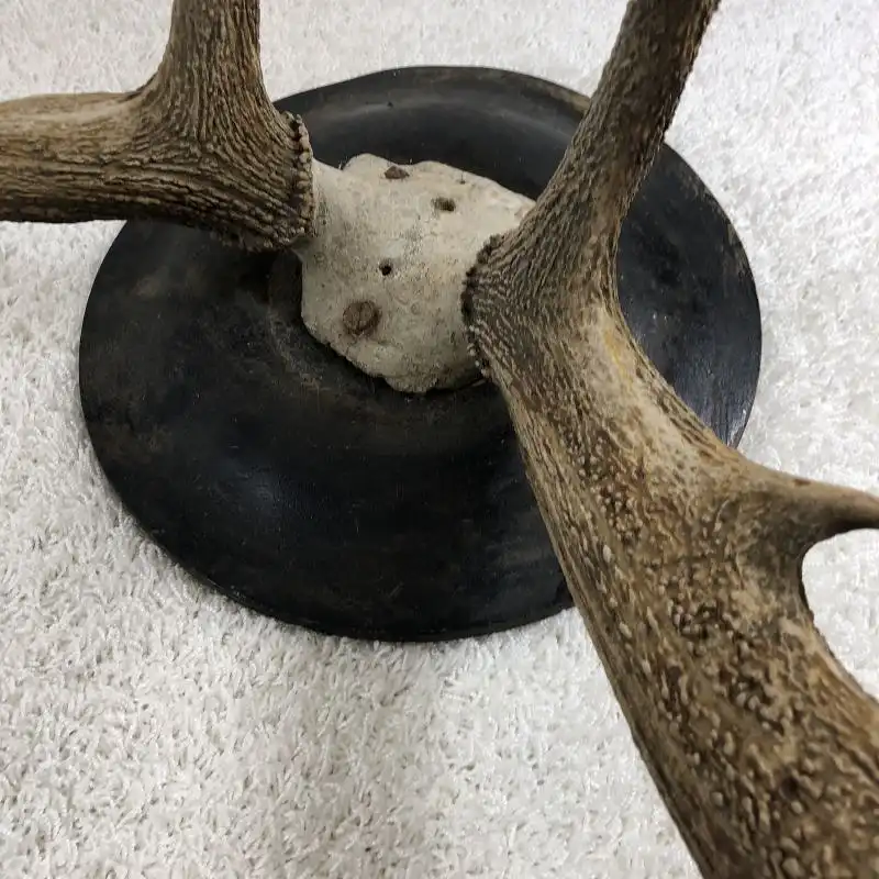 Antikes Hirschgeweih - 10-Ender 3