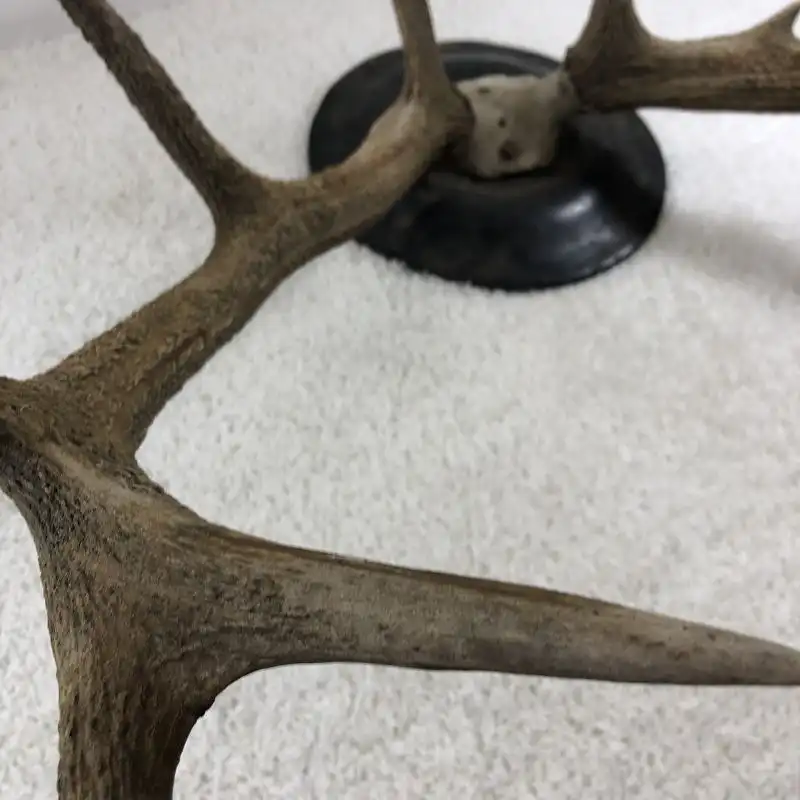 Antikes Hirschgeweih - 10-Ender 4