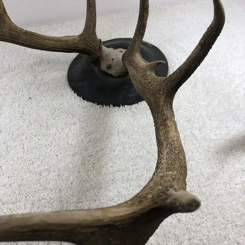 Antikes Hirschgeweih - 10-Ender 5