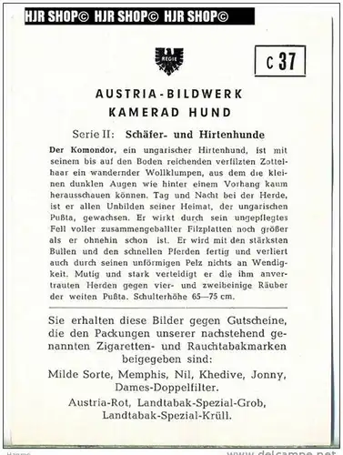 Der Komondor, c 37 Austria-Bildwerk, Kamerad Hund, Serie II: Schäfer und Hirtenhunde.