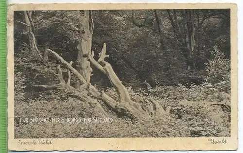 Friesische Wehde, Urwald,  um 1920/1930 Verlag: J. W. Acquistapace, Varel i. O., Postkarte, unbenutzte Karte