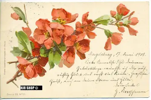 um 1900/1910 Ansichtskarte Blütenzweig