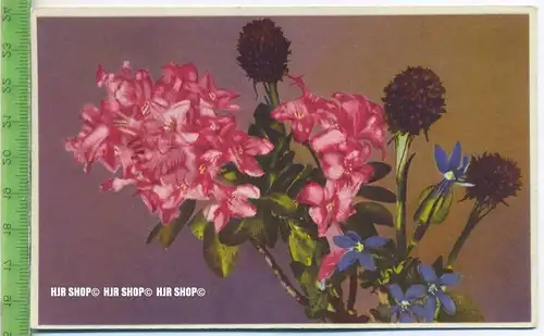 „Blumen, Photochromie-Offset, Serie 701 Nr.2043“ um 1950/1960 ungebrauchte Karte