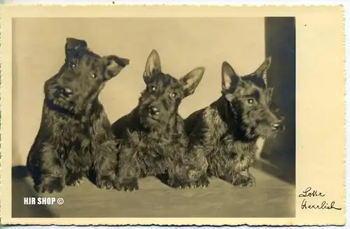 um 1940/1950,  Ansichtskarte "Hunde