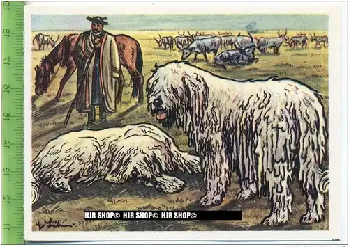 Der Komondor, c 37 Austria-Bildwerk, Kamerad Hund, Serie II: Schäfer und Hirtenhunde.