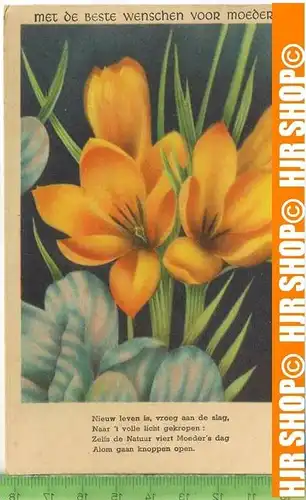 „Blumen“ um 1950/1960, Ansichtskarte  ungebrauchte Karte