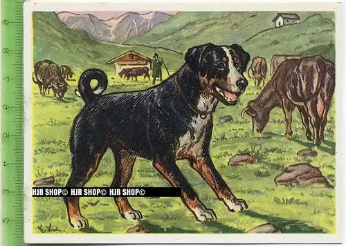Der Appenzeller Sennenhund, c 43 Austria-Bildwerk, Kamerad Hund, Serie II: Schäfer und Hirtenhunde.