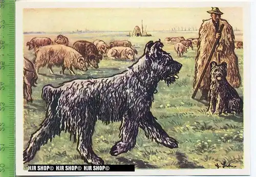 Der Pumi, c 40 Austria-Bildwerk, Kamerad Hund, Serie II: Schäfer und Hirtenhunde.