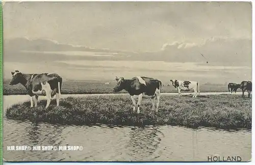 „ Kuhherde “   um 1950/1960,  Ansichtskarte, ungebrauchte Karte