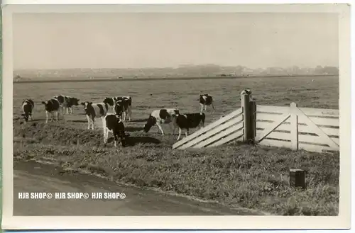 „ Kuhherde “   um 1950/1960,  Ansichtskarte, ungebrauchte Karte