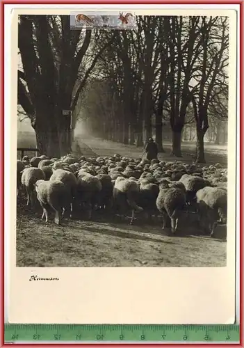 Heimwärts, Verlag: Gebr. Metz, Tübingen,  POSTKARTE, Erhaltung: I-II, unbenutzt, Karte wird in Klarsichthülle