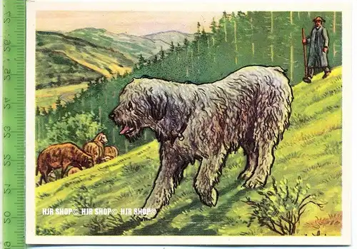Der Odenwälder Hirtenhund, c 27 Austria-Bildwerk, Kamerad Hund, Serie II: Schäfer und Hirtenhunde.