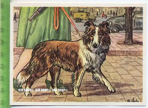 Der Schottische Zwergschäferhund oder Sheltie, c 34 Austria-Bildwerk, Kamerad Hund, Serie II: Schäfer und Hirtenhunde.