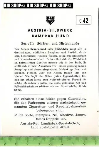 Der Berner Sennenhund oder Dürbächler, c 42 Austria-Bildwerk, Kamerad Hund, Serie II: Schäfer und Hirtenhunde.