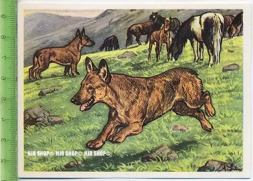 Der Waliser Schäferhund oder Welsh Corgi, c 36 Austria-Bildwerk, Kamerad Hund, Serie II: Schäfer und Hirtenhunde.