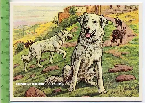 Der Abruzzenhund oder italienische Hirtenhund, c 48 Austria-Bildwerk, Kamerad Hund, Serie II: Schäfer und Hirtenhunde.