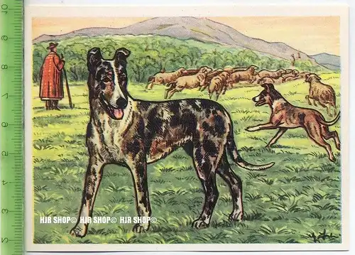 Der glatthaarige Schottische Schäferhund oder Kuzhaar-Collie, c 33 Austria-Bildwerk, Kamerad Hund, Serie II: Schäfer und