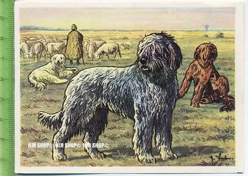 Der Owtscharka oder Russische Hirtenhund, c 50 Austria-Bildwerk, Kamerad Hund, Serie II: Schäfer und Hirtenhunde.
