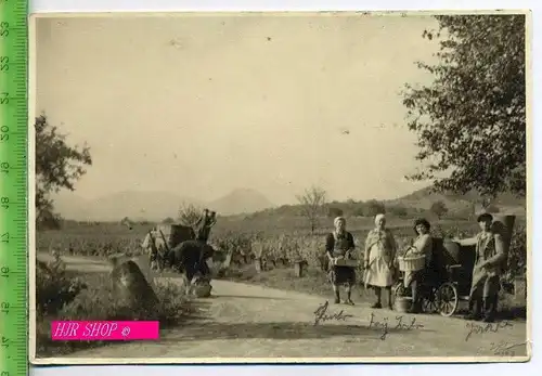 Weinernte Herbst 1943 ungel.