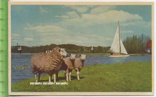 „Schafe“ um 1950/1960 ungebrauchte Karte