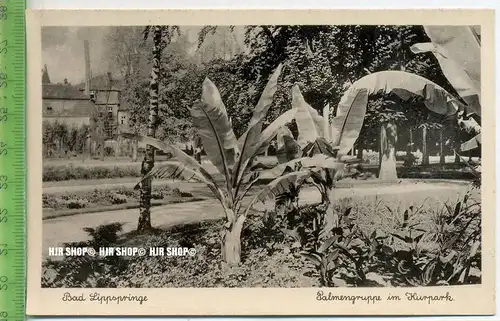 „Bad Lippspringe, Palmengruppe im Kurpark“ um 1930/1940, Ansichtskarte, ungebrauchte Karte