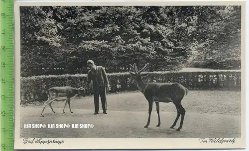 „Bad Lippspringe, Im Wildpark“ um 1930/1940 Ansichtskarte, ungebrauchte Karte