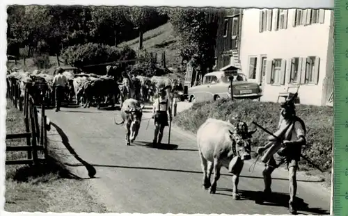 Viehtrieb 1961, Verlag: ------, POSTKARTE mit Frankatur,  mit  Stempel,   20.6.61, Erhaltung: I-II,