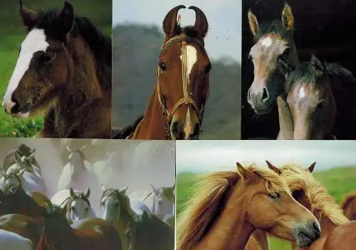 verschiedene Photo`s von Pferden
