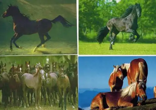 4 verschiedene Photo`s von Pferden